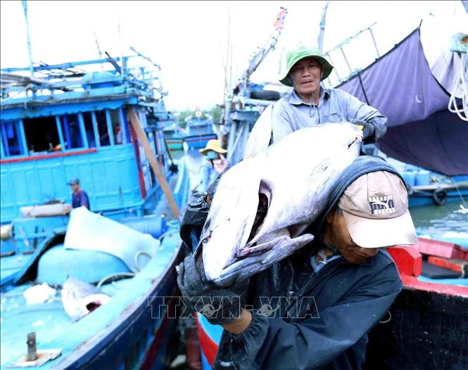 Binh Dinh fishermen transport tuna to Tam Quan Bac port, Hoai Nhon district. (Photo: VNA)