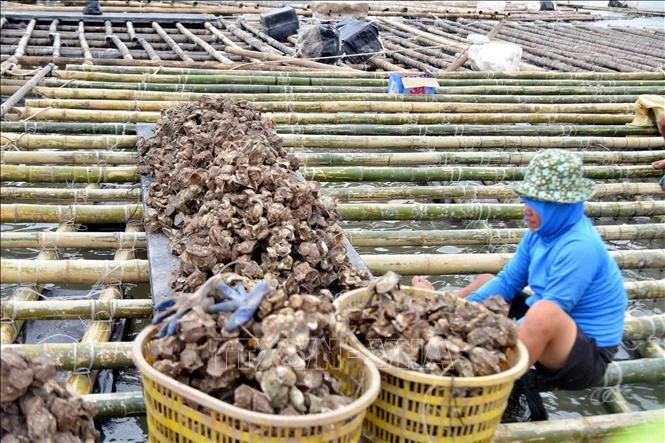 PM Pham Minh Chinh has urged competent ministries and localities to promote post-Typhoon Yagi agricultural production recovery. (Photo: VNA)