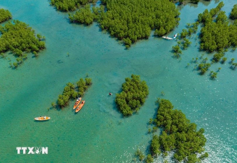 At Dam Bay mangrove forest in Khanh Hoa province (Photo: VNA)