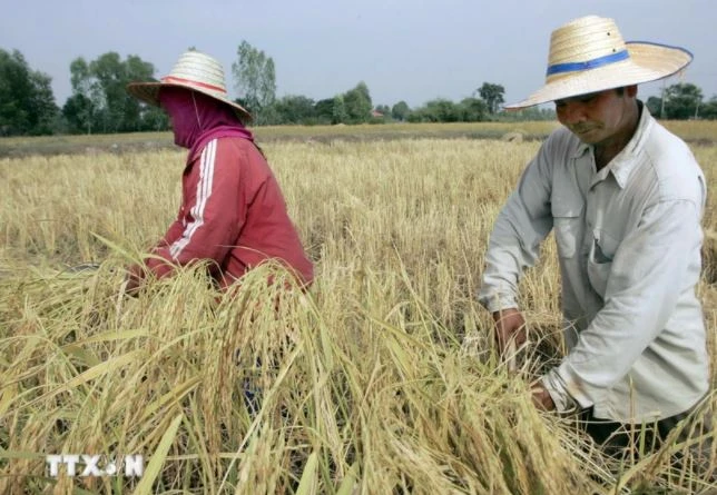 Rice harvest in Roi Et province of Thailand. (Photo: AFP/VNA)