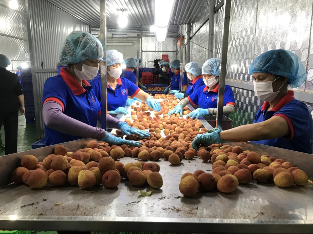 红龙公司工人对出口日本的荔枝进行分类。图自越通社