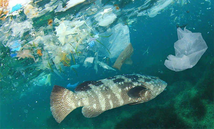 海洋塑料污染。 图自Shutterstock