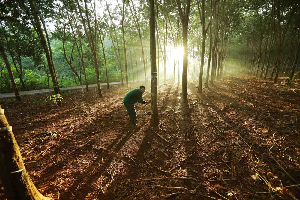 Madera, caucho y café están dentro del alcance de las regulaciones de la UE sobre cadenas de suministro que no causan deforestación y degradación forestal. En la foto: Explotación de látex de caucho en la granja de Dong Phu. (Fuente: VNA)