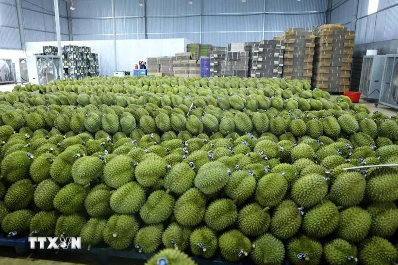 Vietnam cuenta actualmente con unas 150 mil hectáreas de durián y cosecha esta fruta tropical durante todo el año. (Foto: VNA)