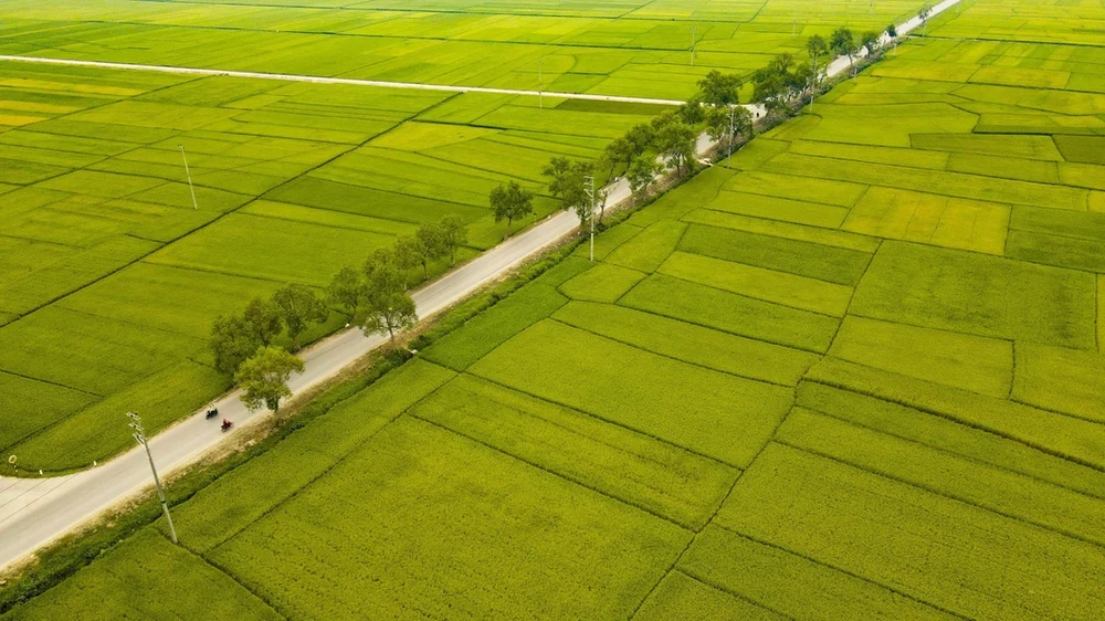 Национальное шоссе № 279 проходит через рисовое поле Мыонгтхань. (Фото: ВИА)
