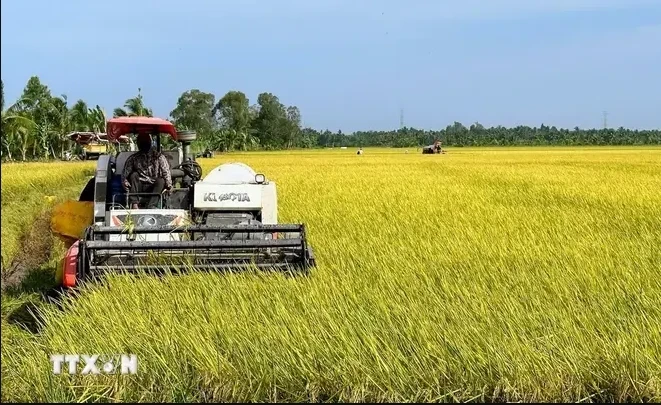 Вьетнам ежегодно производит более 43 миллионов тонн риса, из которых на долю дельты Меконга приходится около 24 миллионов тонн. (Фото: ВИА) 