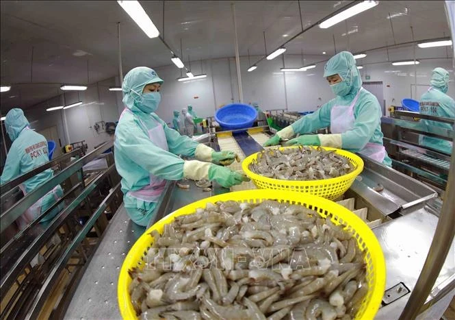 Обработка креветок для экспорта на предприятии Minh Phu Seafood Corp (Фото: ВИA)