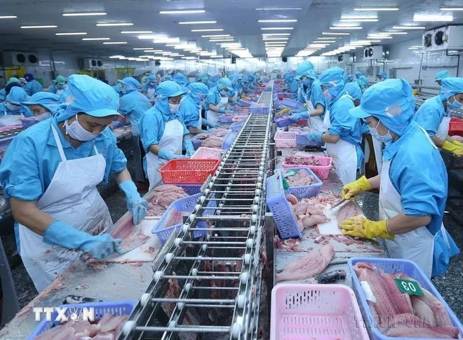 Стоимость экспорта морепродуктов к октябрю 2024 года достигла 8,33 миллиарда долларов США, что на 12% больше, чем в прошлом году. (Фото: ВИA)