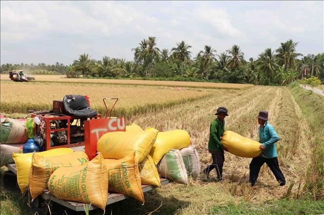 Agricultores cosechan arroz en la provincia de Tra Vinh en el Delta del Mekong (Fuente: VNA)