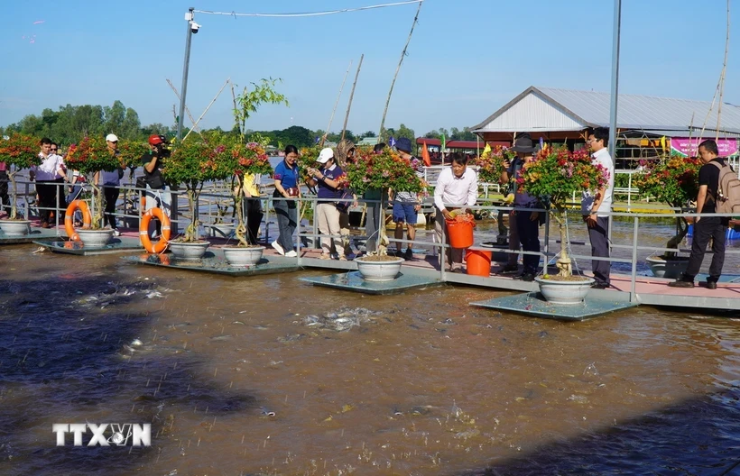 Los turistas visitan y experimentan la alimentación de los peces en el río Tien, ciudad de Hong Ngu, provincia de Dong Thap. (Fuente: VNA)