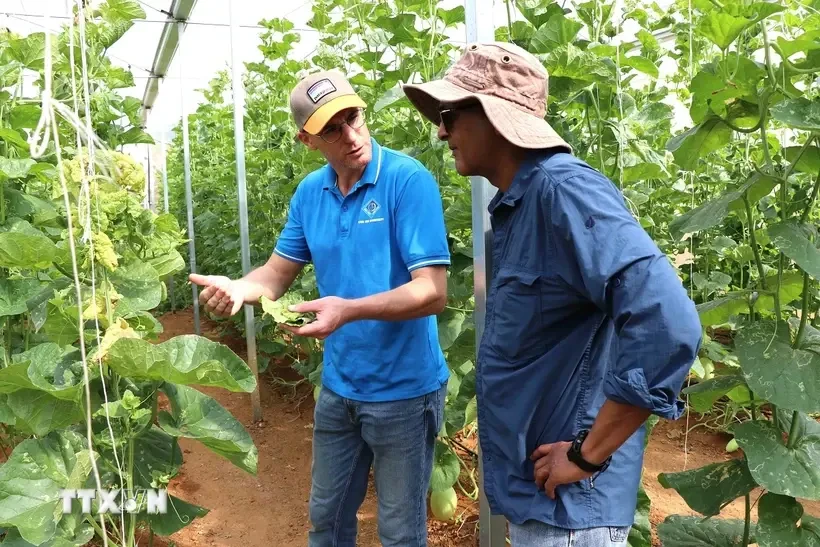 El periódico francés Le Monde califica la provincia norteña vietnamita de Son La como un modelo de desarrollo agrícola ecológico (Fuente: VNA)