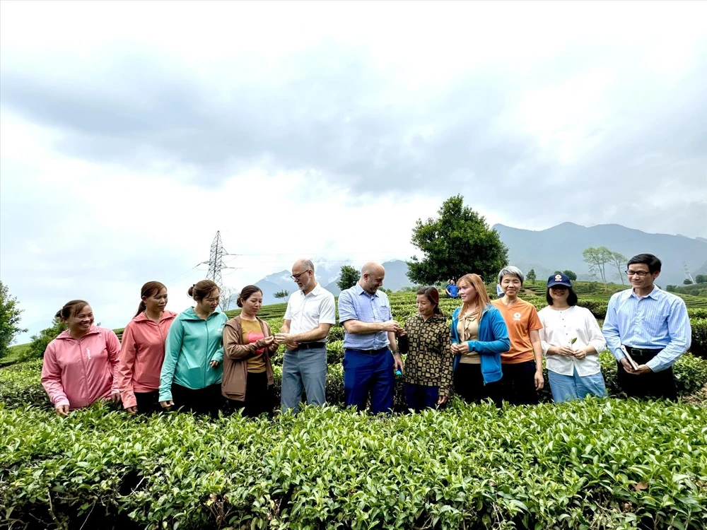Une délégation de l'ambassade du Canada au Vietnam visite le modèle de production de thé Dông Phuong My Nhân sur la colline de thé dans la commune de Ban Bo, district de Tam Duong, province de Lai Châu. Photo : VNA