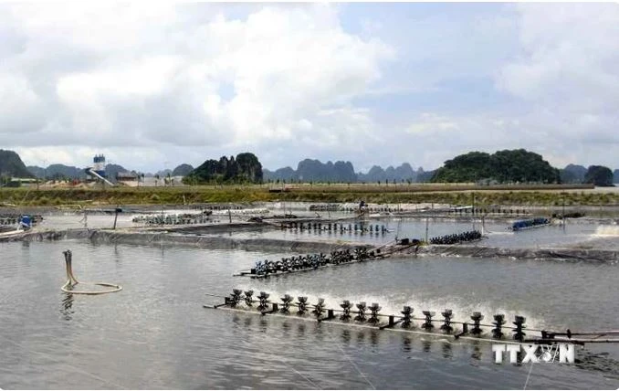Un élevage de crevettes dans la province côtière de Quang Ninh. Photo : VNA