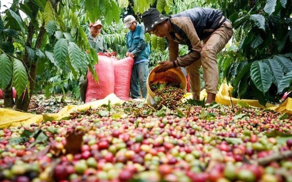 Le café en tête des produits d'exportation phares du Vietnam vers la Russie en 5 mois. Photo: VNA