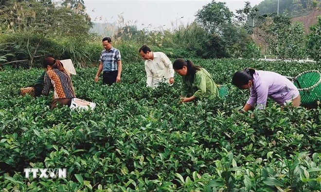 Des habitants de la commune de Bao Hung récoltent du thé. Photo: VNA