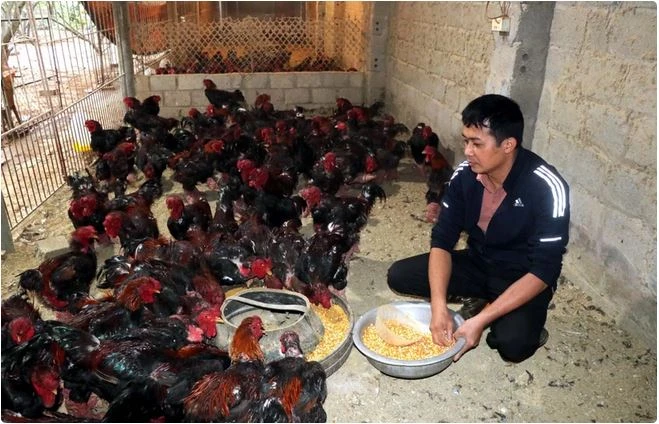 Un membre de la coopérative d’élevage et de commerce de poulets Dông Tao du district de Khoai Châu, province de Hung Yên, nourrit des poulets dans sa ferme. Photo : VNA