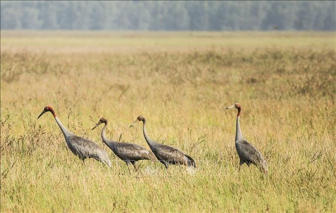 Des grues à tête rouge. Photo : VNA