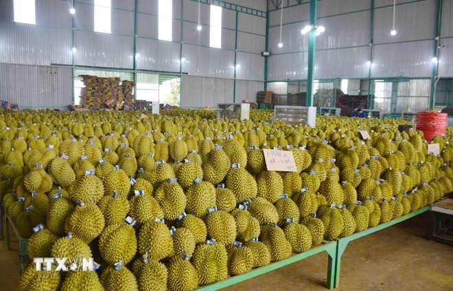 Récolte de durians dans la province de Dak Lak, dans les Hauts Plateaux du Centre. Photo : VNA