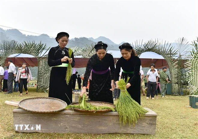 Les femmes Tày choisissent le jeune riz gluant pour fabriquer le côm. Photo: VNA