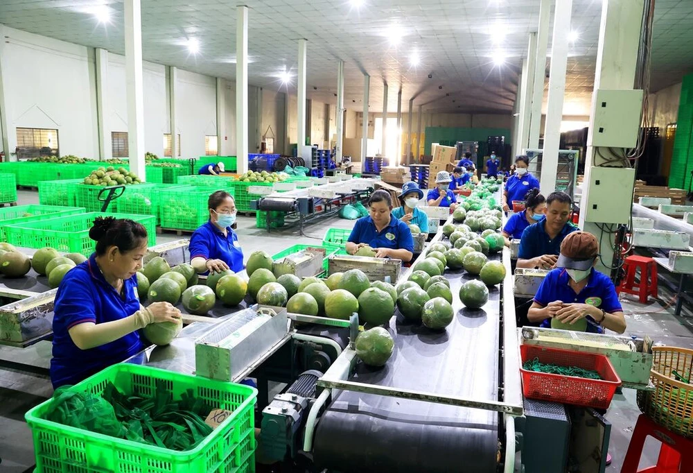 Emballage de pamplemousses pour l’exportation à l’entreprise Huong Miên Tây, dans la province de Bên Tre (Sud). Photo : VNA