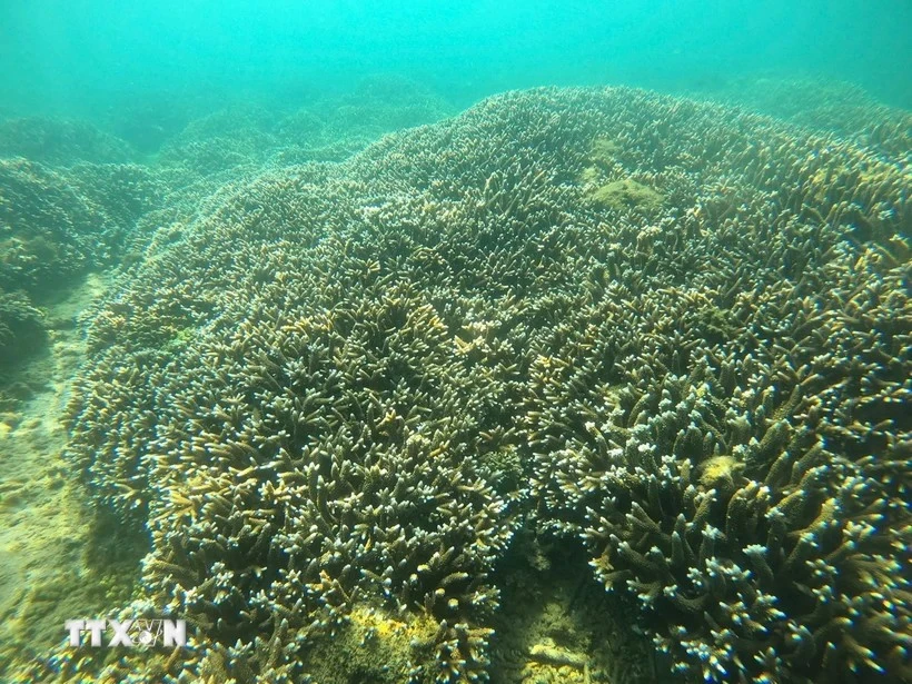 Récifs coralliens dans la baie de Nha Trang. Photo: VNA