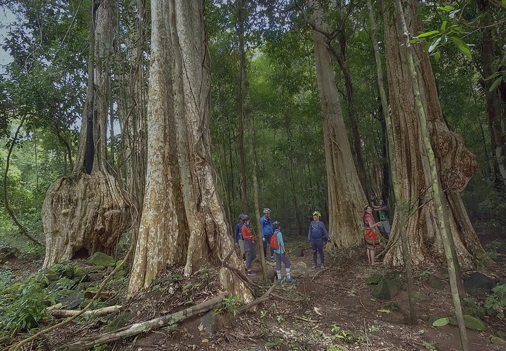 L’arbre géant “tung” attire de nombreux touristes dans le parc national de Cat Tien. Photo : Tang A Pâu