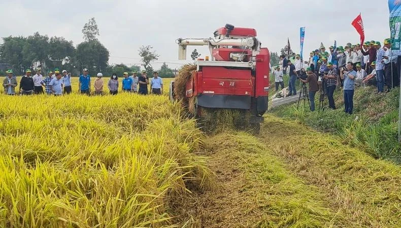 La récolte du riz se fera à l'aide de moissonneuses-batteuses combinées avec des machines de broyage de paille. Photo: nhandan.vn