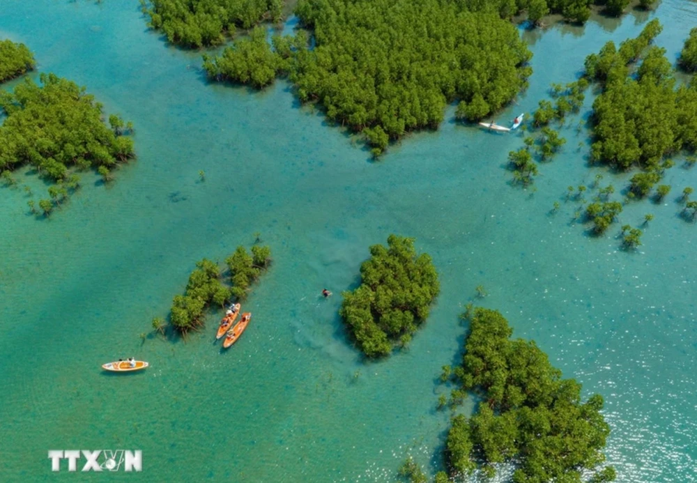 Forêt de mangroves de la baie de Dam, baie de Nha Trang, province de Khanh Hoa vue d'en haut. Photo: VNA