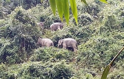 Des éléphants sauvages dans leur habitat dans la province de Quang Nam. Photo: VNA