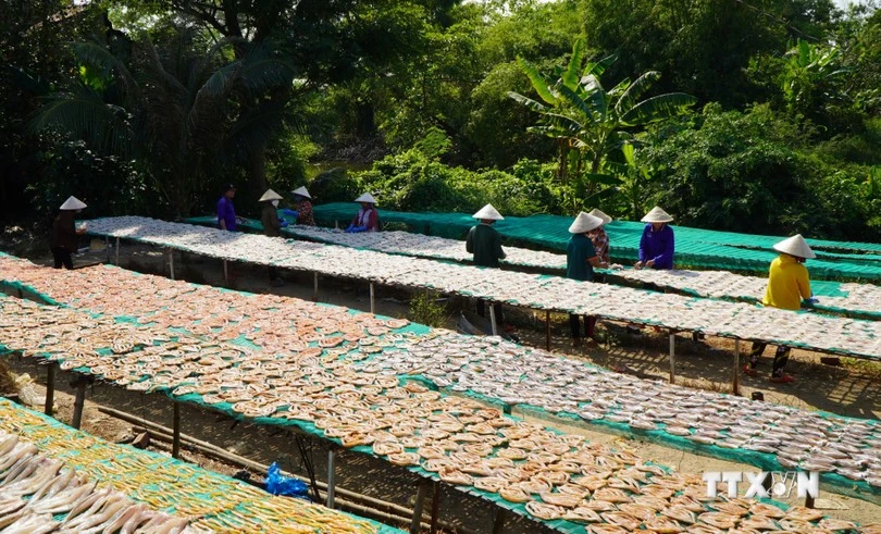 Des femmes du village de Phu Tho manipulant des poissons séchés sur des étagères de séchage. Photo: VNA