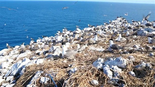 Une volée d'oiseaux au sanctuaire d'oiseaux de Hòn Trứng, dans le parc national de Côn Đảo, dans la province méridionale de Bà Rịa-Vũng Tàu. Photo : VNA