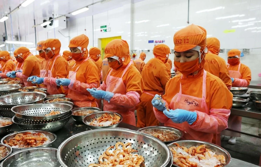 Processing prawn for export at a factory of Thong Thuan Co., Ltd. (Photo: VNA) 