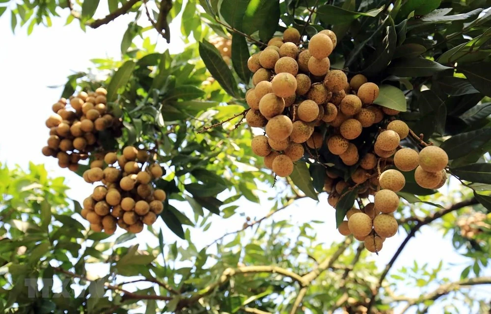 Hung Yen longan (Photo:VNA)