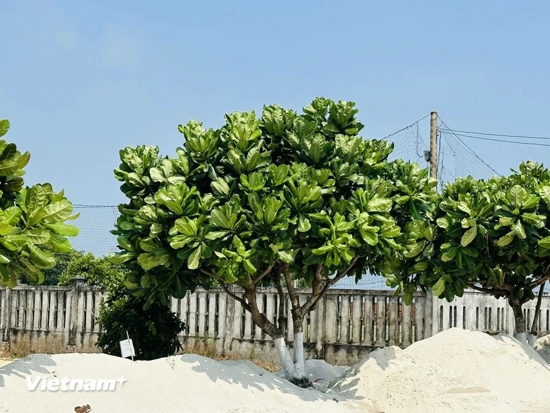 Square-fruit Malabar Almond trees on Ly Son Island ảnh 1