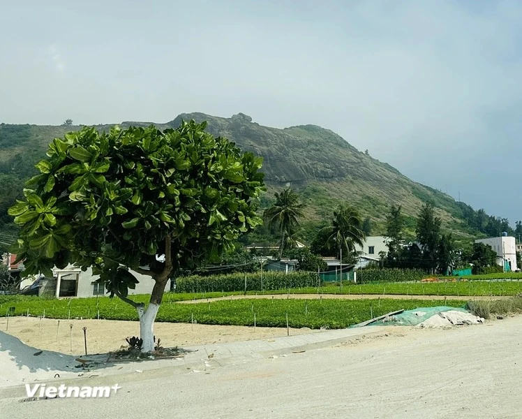 Square-fruit Malabar Almond trees on Ly Son Island ảnh 2