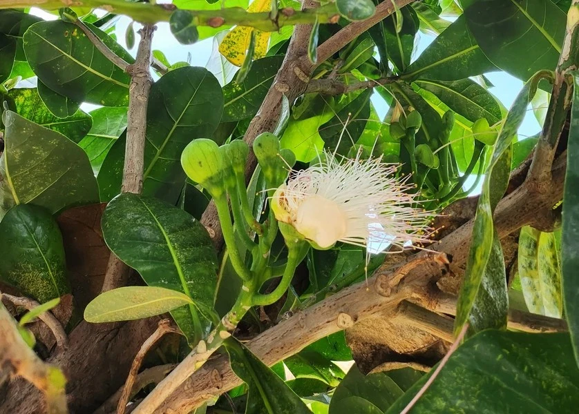 Square-fruit Malabar Almond trees on Ly Son Island ảnh 3