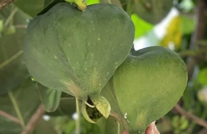 Square-fruit Malabar Almond trees on Ly Son Island ảnh 4