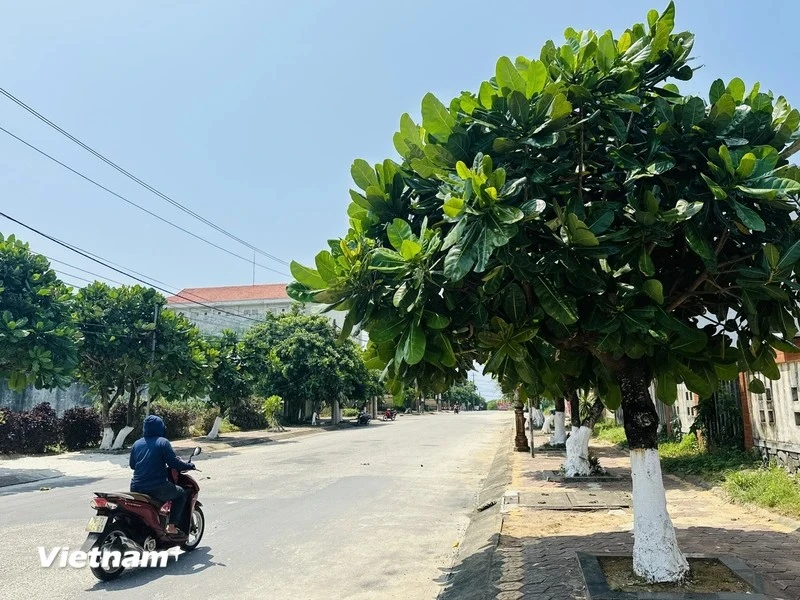 Square-fruit Malabar Almond trees on Ly Son Island ảnh 5