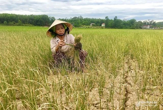 Drought destroys crops in central Nghe An province