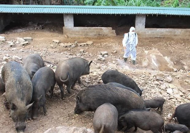 Netherlands shares experience in preventing African swine fever