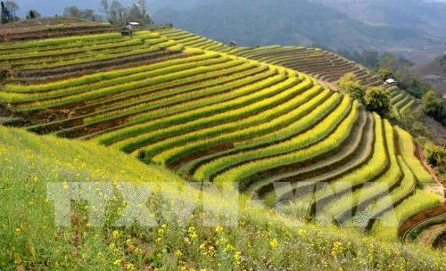 Mu Cang Chai terraced field festival to feature various activities 