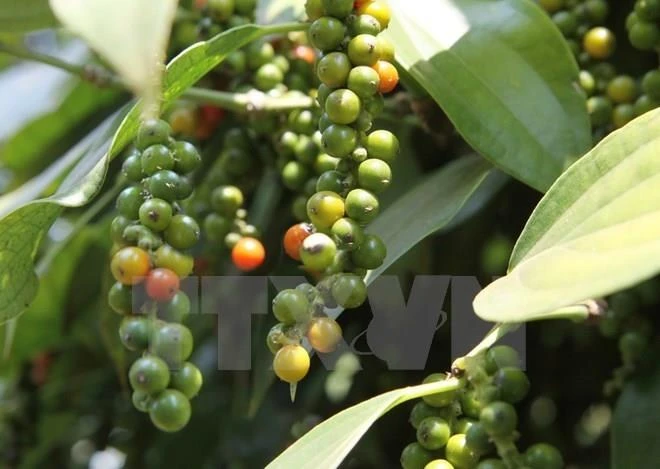 Agricultural ministry examines pepper farming development orientation