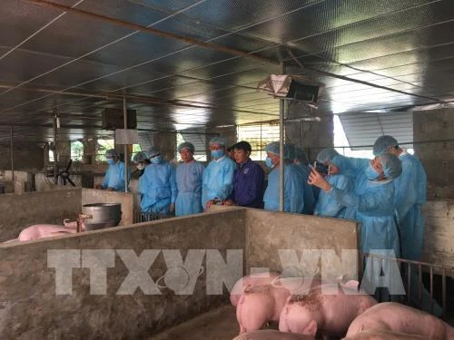 Germany shares experience in African swine fever prevention with Hanoi