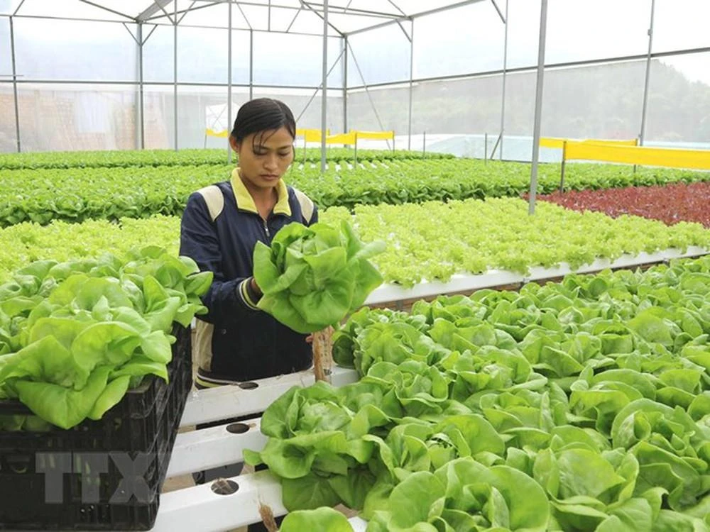 HCM City steps up cooperation with Australia in high-tech agriculture