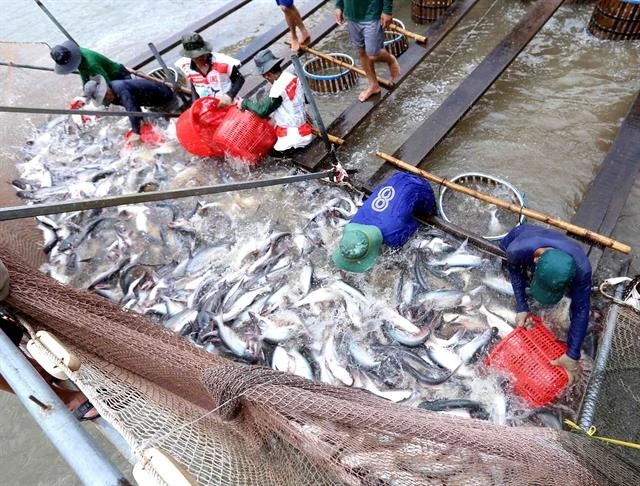 Tra fish export continues downward trend