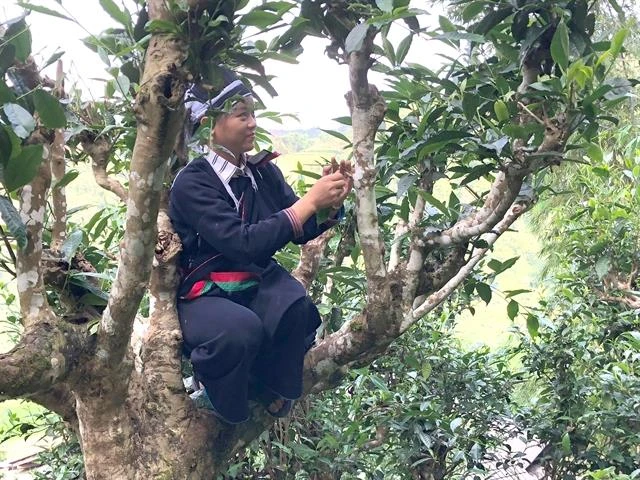 Ancient tea trees get top recognition and protection