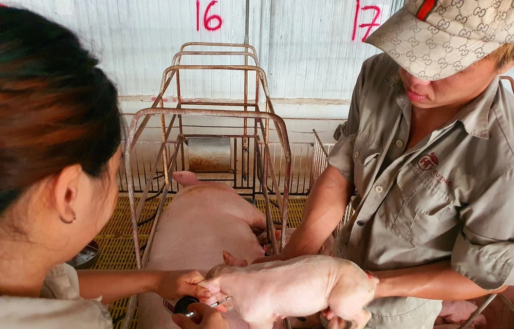 Establishing disease-free zones is the key to the export of husbandry products (Photo: VietnamPlus)