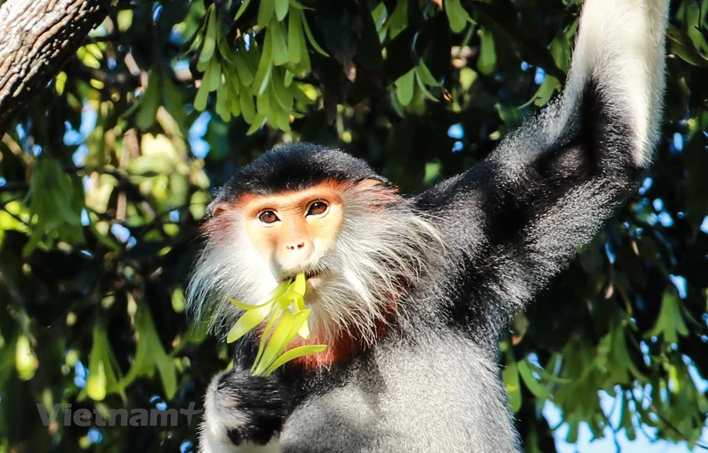 The red-shanked douc – “Queen of primates” (Photo: VietnamPlus)