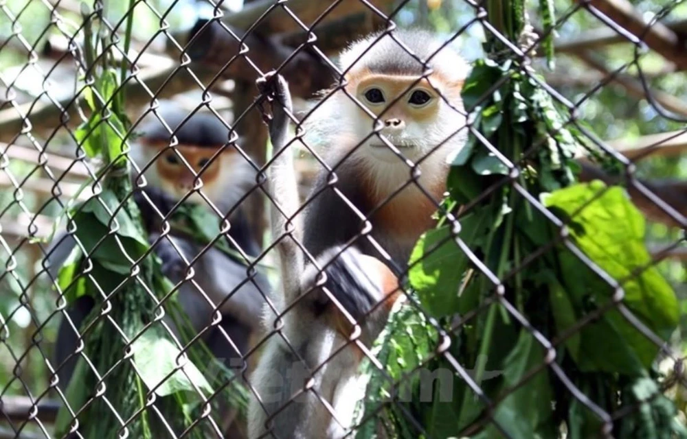 Numerosos iniciativas y soluciones contribuyen a la protección de la diversidad biológica en Vietnam durante los últimos 10 años. (Foto: Vietnam+) 