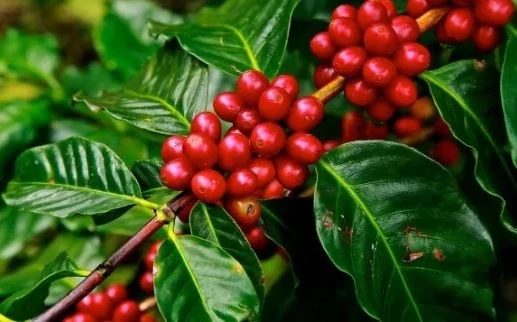 Mantiene tasa de crecimiento industria cafetera de Vietnam